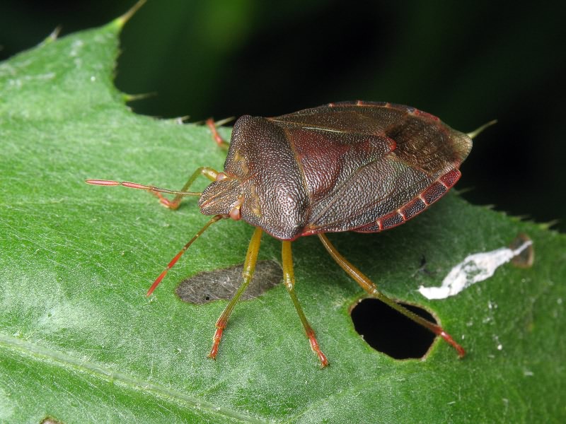 Palomena prasina (Linnaeus, 1761)